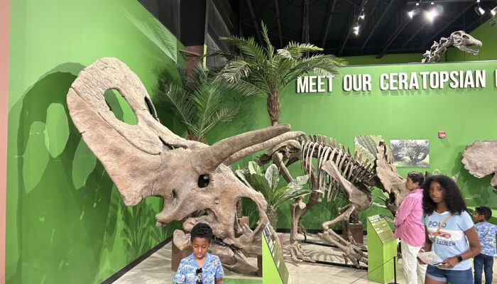 Dino 1