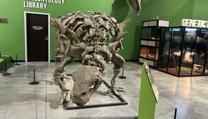 Dino 3
